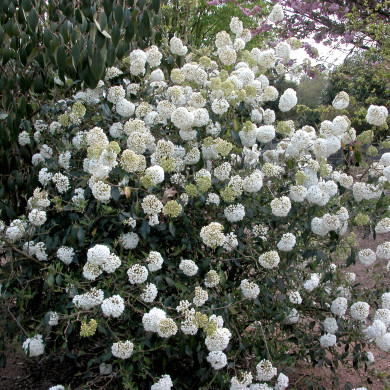 Viburnum 'Eskimo'