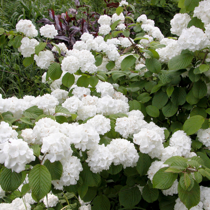Viburnum Plicatum Popcorn