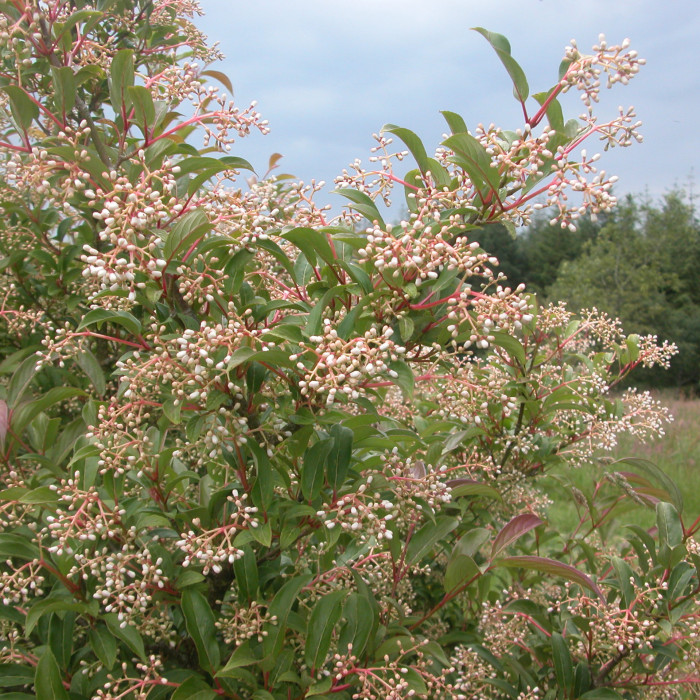 Viburnum x hillieri 'Winton'