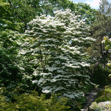 Viburnum plicatum 'Summer Snowflake'