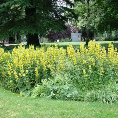 Lysimachia punctata