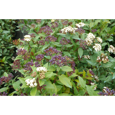 Viburnum Tinus Quimper
