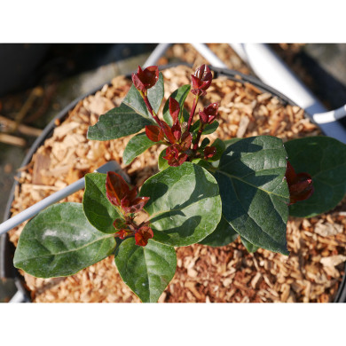 Viburnum tinus ROCK'N' ROLLA