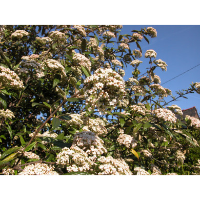 Viburnum 'Pragense'