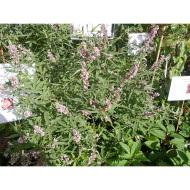 Vitex agnus-castus Pink pinnacle® 'V07-SC-OP-4'