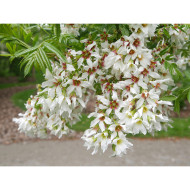 Xanthoceras sorbifolium