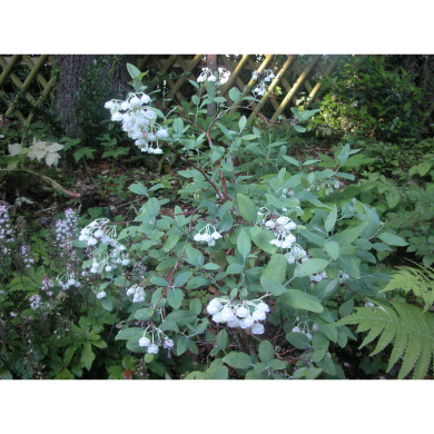 Zenobia pulverulenta 'Blue Sky'