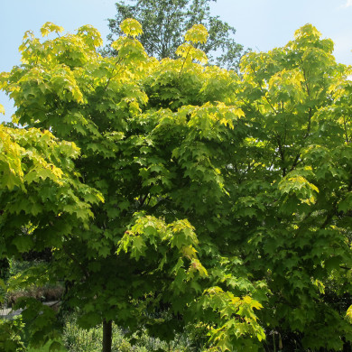 Acer cappadocicum 'Aureum'