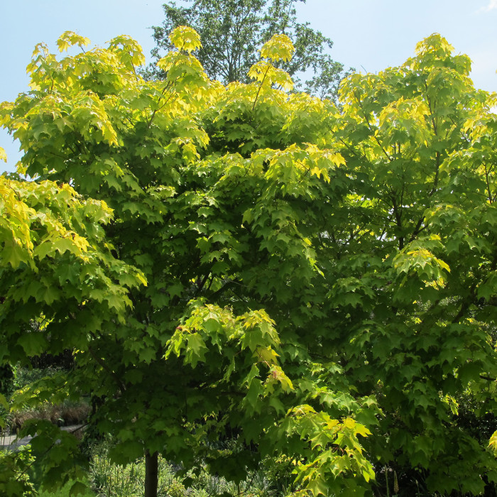 Acer cappadocicum 'Aureum'