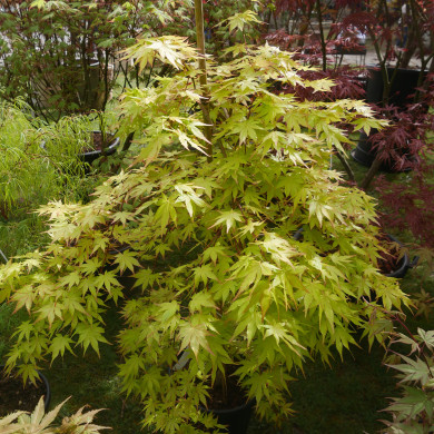 Acer palmatum Cascade Gold® Sonkoot1