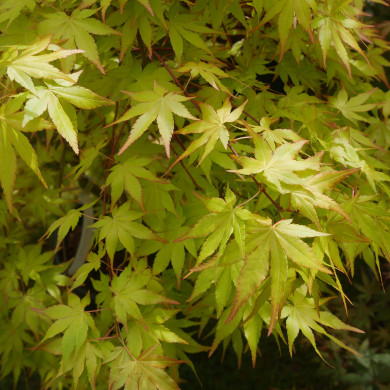 Acer palmatum Cascade Gold® Sonkoot1