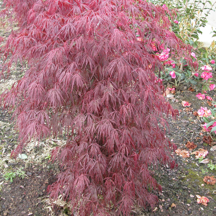 Acer palmatum Crimson Queen