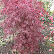 Acer palmatum Crimson Queen