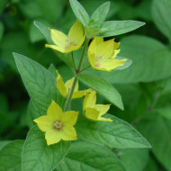 Lysimachia punctata