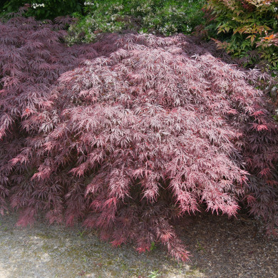 Acer palmatum Firecracker®