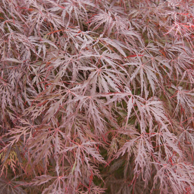 Acer palmatum Firecracker®