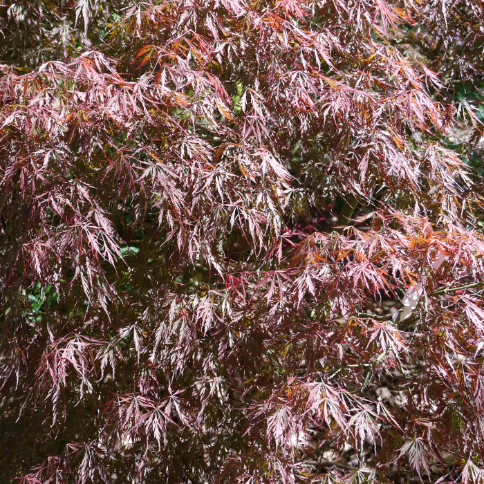 Acer palmatum 'Inaba Shidare'