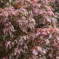 Acer palmatum 'Inaba Shidare'