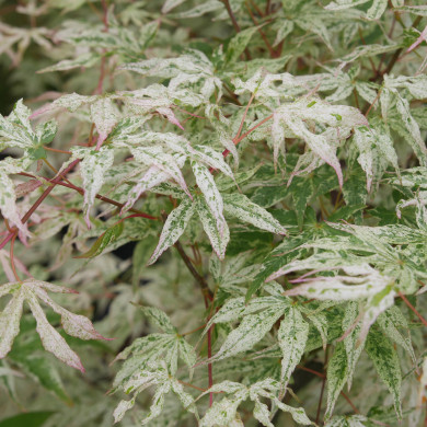 Acer palmatum 'Ukigumo'