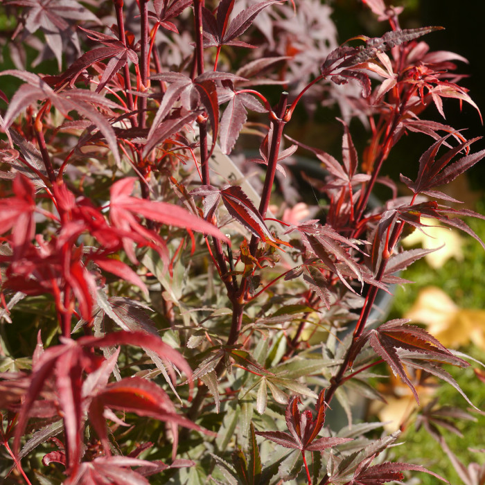 Acer palmatum 'Shaina'