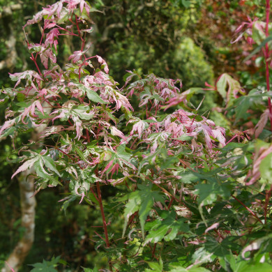 Acer palmatum Oridono Nishiki