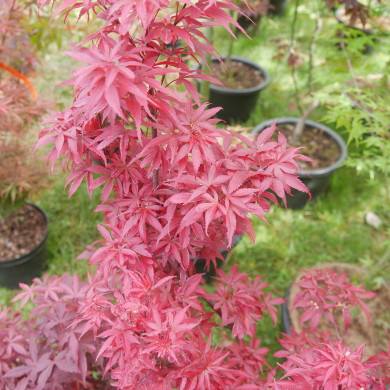 Acer palmatum Skeeter'S Broom