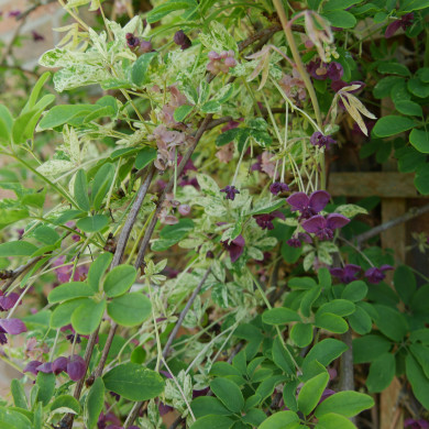 Akebia quinata 'Variegata'