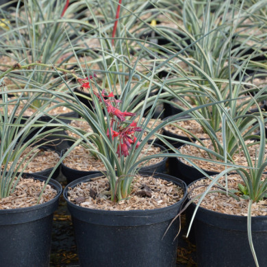 Hesperaloe parviflora