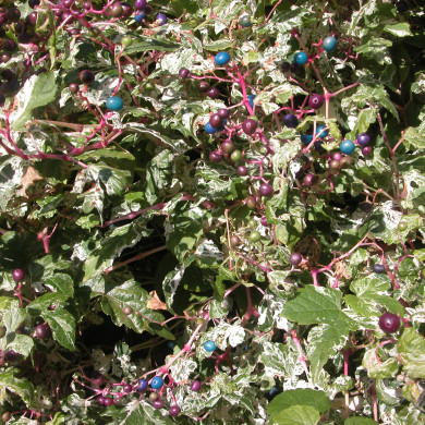 Ampelopsis glandulosa 'Elegans'