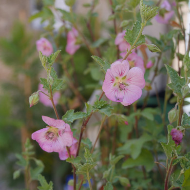 Anisodontea malvastroides