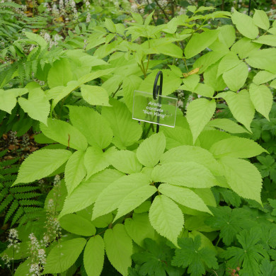 Aralia cordata Sun King