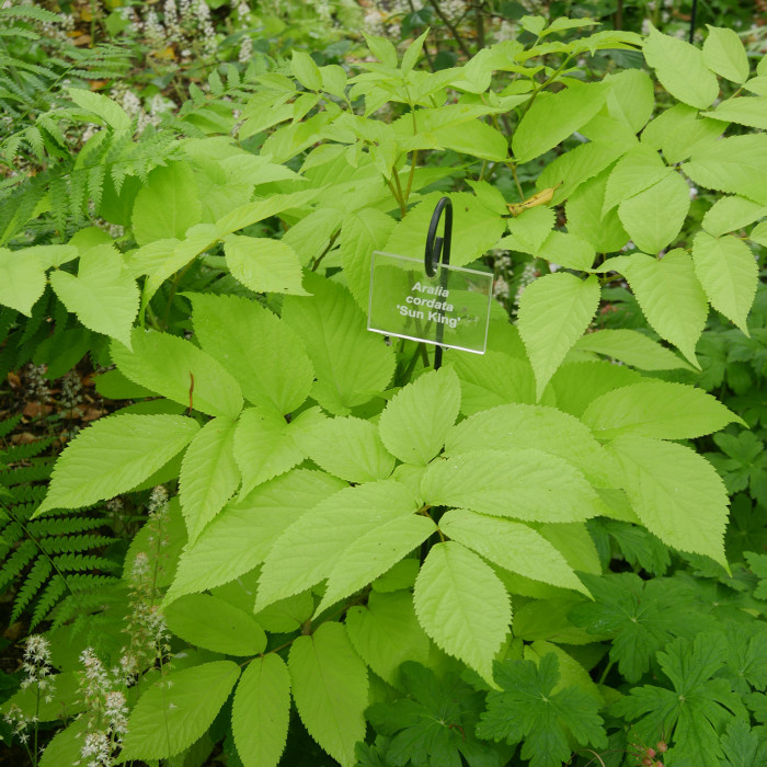 Aralia cordata Sun King