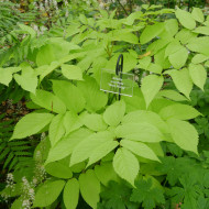 Aralia cordata Sun King