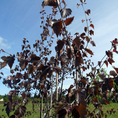 Betula Crimson Frost