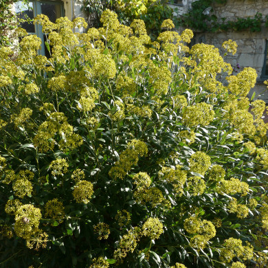 Bupleurum Fruticosum
