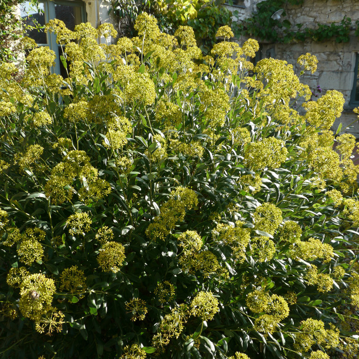 Bupleurum Fruticosum