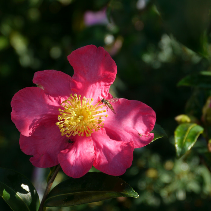 Camellia sasanqua Vicomte De Noailles