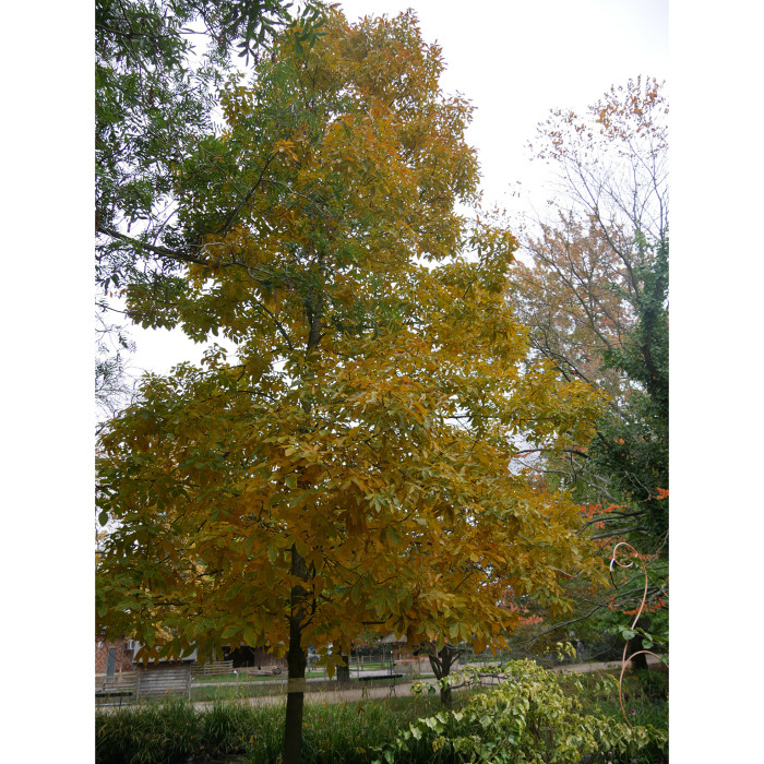 Carya ovata