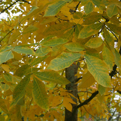 Carya ovata