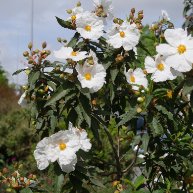 Cistus ladanifer
