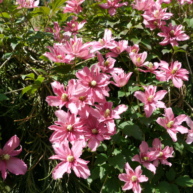 Clematis 'Broughton Star'