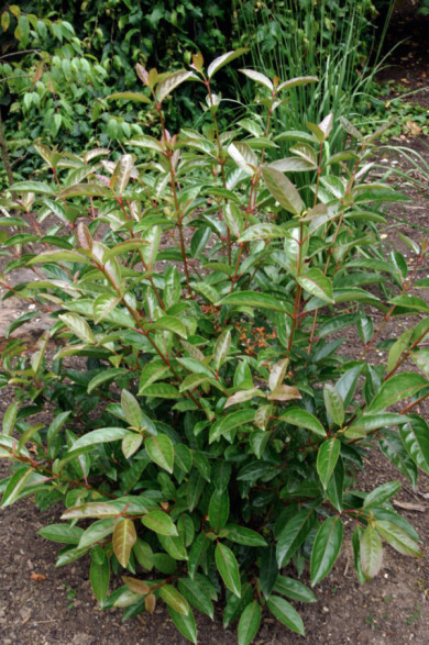Viburnum Le Bois Marquis c.o.v.