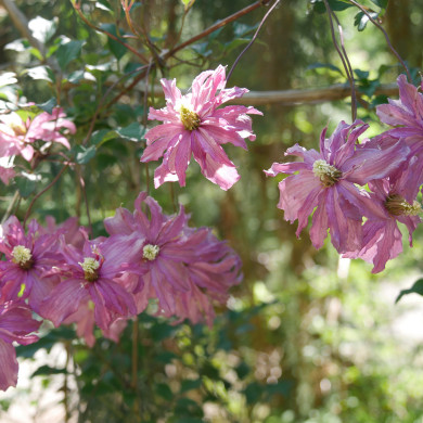 Clematis montana 'Marjorie'