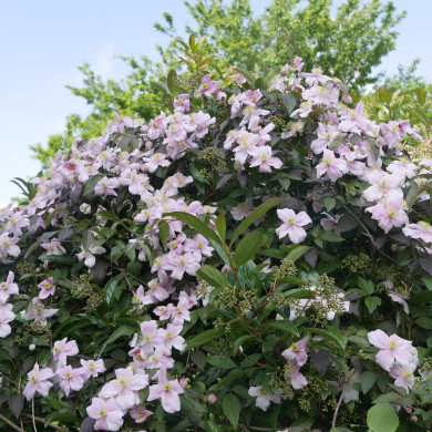 Clematis montana 'Mayleen'