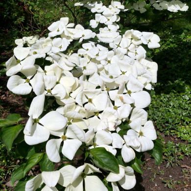 Cornus x elwinortonii 'KN30 8' VENUS®