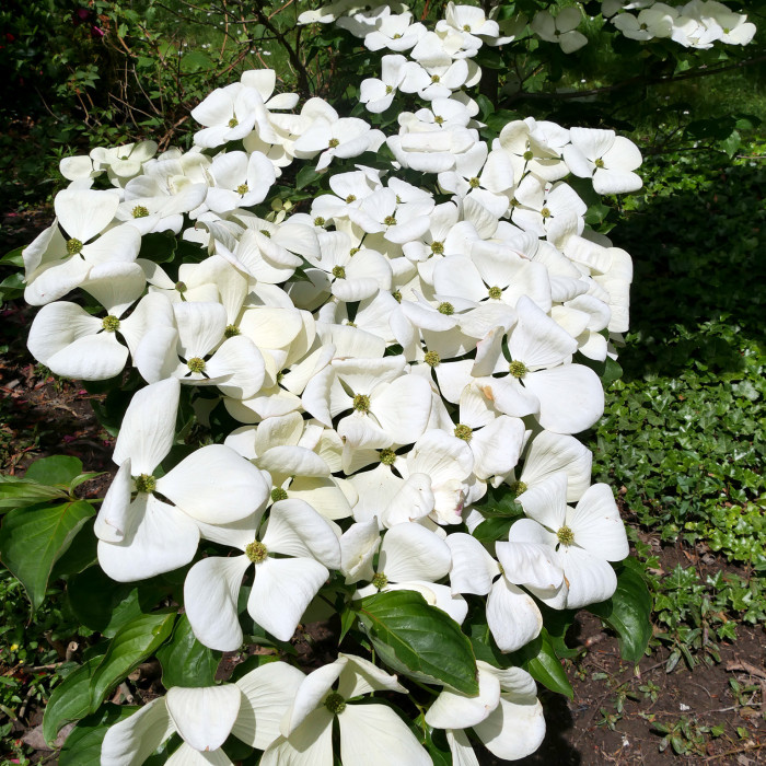 Cornus x elwinortonii 'KN30 8' VENUS®