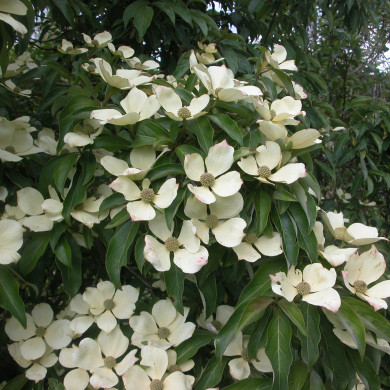 Cornus capitata