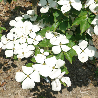 Cornus x elwinortonii 'KN30 8' VENUS®