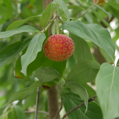 Cornus capitata