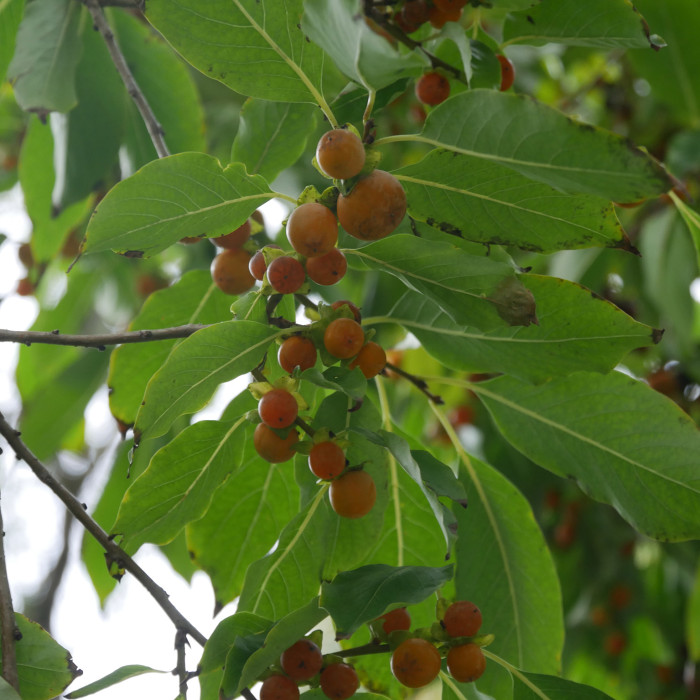 Kaki lotus